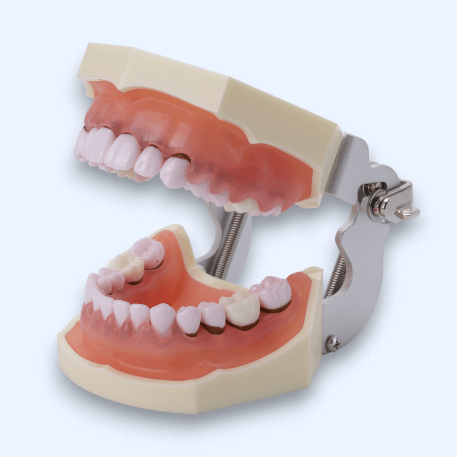 Модель показова пародонтологічна